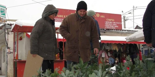 Sătmărenii vor cumpăra şi în acest an brazi aduşi din judeţele învecinate