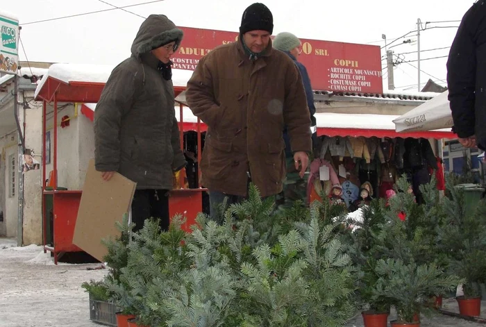 Sătmărenii vor cumpăra şi în acest an brazi aduşi din judeţele învecinate