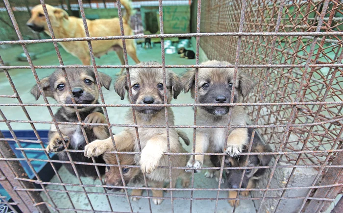 
    După alăptare,  trei voinici  au pozat  pentru Click!Fotografii: Sever Gheorghe  