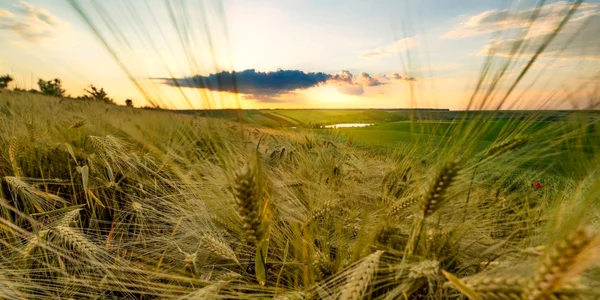 calarasi culturile din acest an promit recolta bogata fotograf Laura Stoica