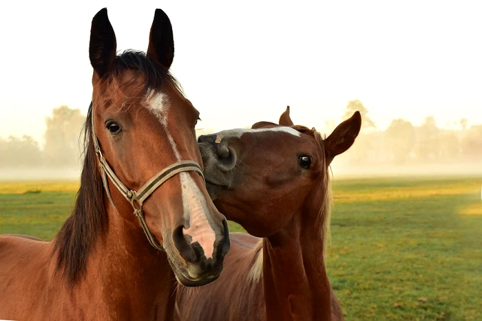 Caii pot face strategii / foto: Pixabay