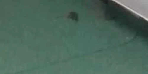 5aabaa05df52022f75a45da2 jpg