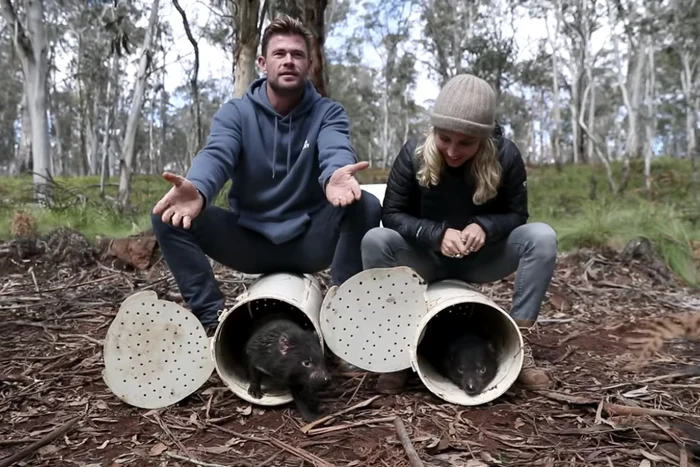 Diavolul tasmanian, celebru din desenele animate, readus în Australia de Chris Hemsworth și Elsa Pataky