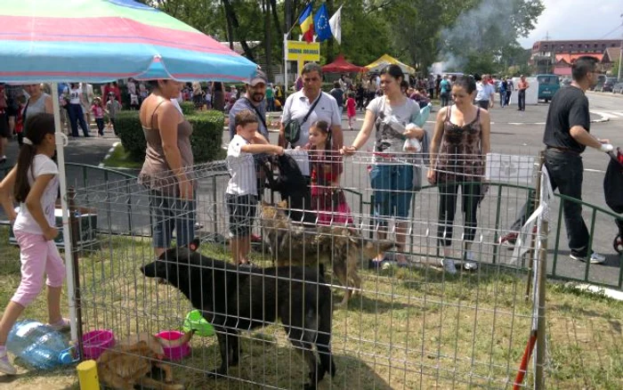 Copiii au fost cei mai interesati sa vada caini adusi la targ pentru adoptie
