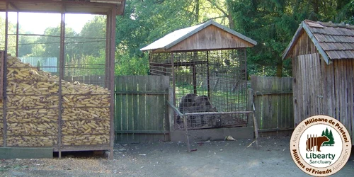 Odi era ursul care râde FOTO Asociaţia MIlioane de Prieteni