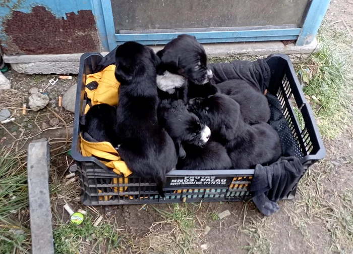 Cățelușii au fost abandonați în frig FOTO: facebook/Georgiana Cristea