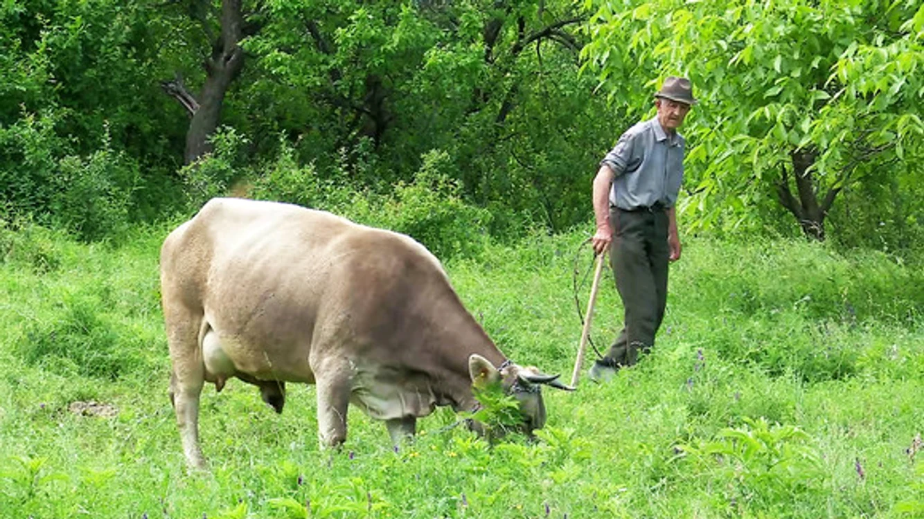 Cu vaca, la păscut, cât e ziulica de lungă Foto: Iulian Bunilă