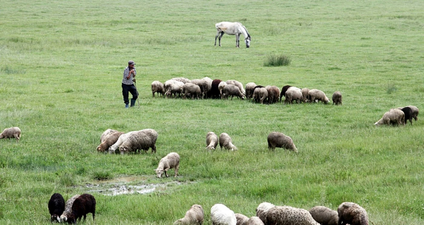 Tânăr a muncit 10 ani la stână în condiții asemănătoare sclaviei FOTO arhivă Adevărul
