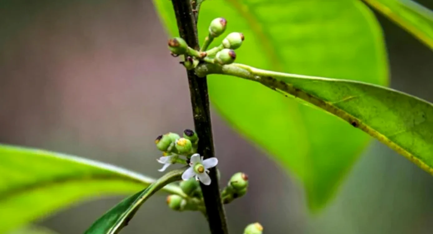 Arborele Ilex Sapiiformis FOTO Twitter