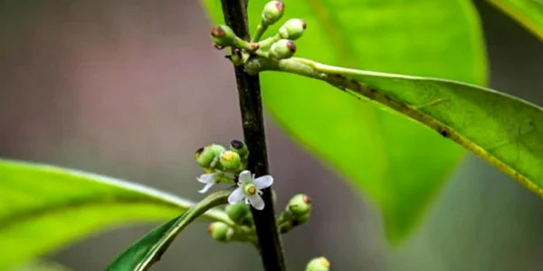 arbore Ilex Sapiiformis Twitter jpg