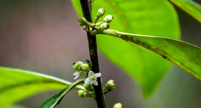 Arborele Ilex Sapiiformis FOTO Twitter