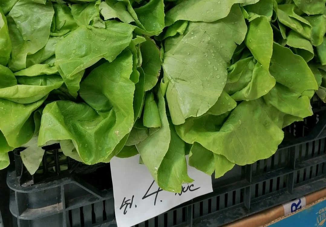 Salata verde se vinde  şi cu 4 lei bucata