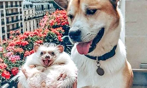 La Paris, totul e un vis     jpeg