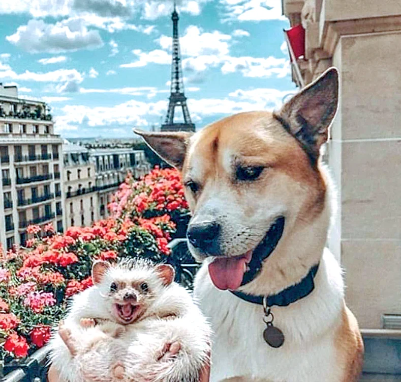 La Paris, totul e un vis... 