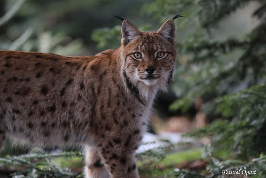 Un râs umblă liber pe străzile din Fălticeni, după ce proprietarul l-a scăpat din lesă. Jandarmeria Suceava caută animalul și emite recomandări