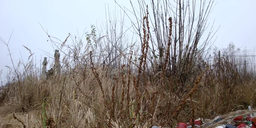 Curăţenie în cimitirul central, cu gunoiul sub preş