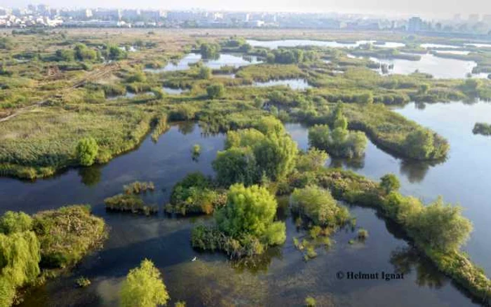 Unii îi spun Delta dintre Blocuri, alţii, balta Văcăreşti FOTO Helmut Ignat