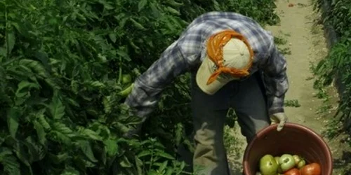 Italia: român arestat din cauză că ţinea 20 de conaţionali în sclavie
