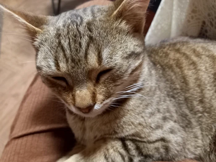 Pisoi
