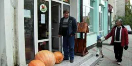 Bistriţa : Dovleci gigant de admirat şi cumpărat