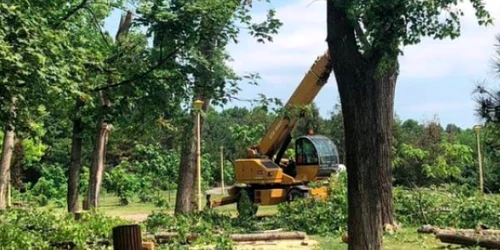 Parcul Tăbăcărie din Constanţa tăieri de copaci Sursa Facebook Constanţa Altfel