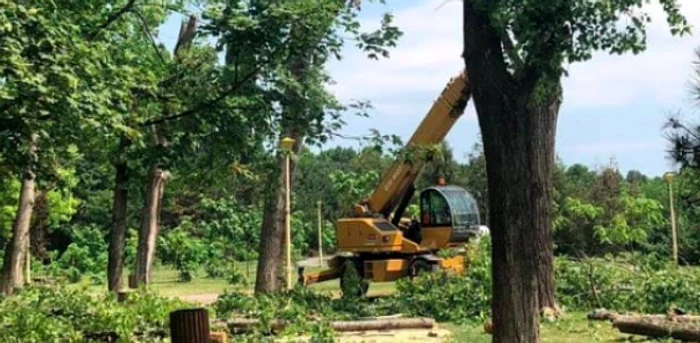 Parcul Tăbăcărie din Constanţa - tăieri de copaci Sursa Facebook Constanţa Altfel