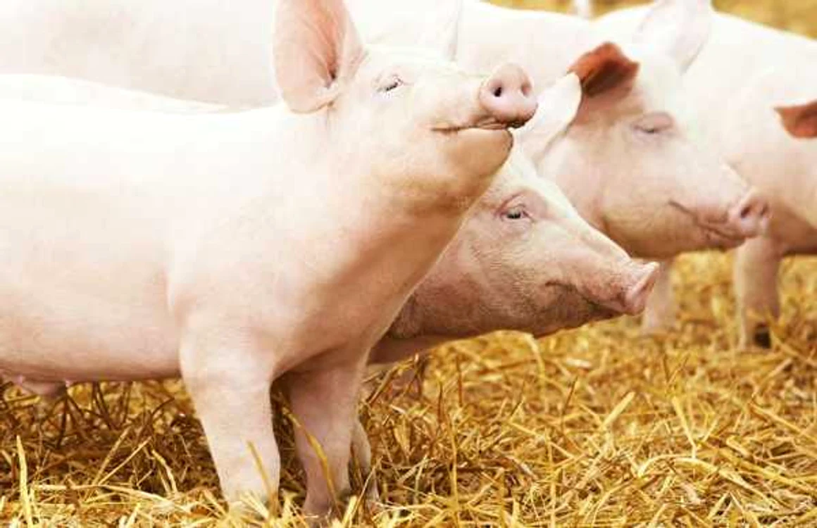 Pesta porcină a fost depistată în cazul unor porci mistreţi.