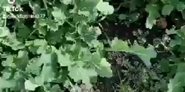 Musca rapita mp4 thumbnail png