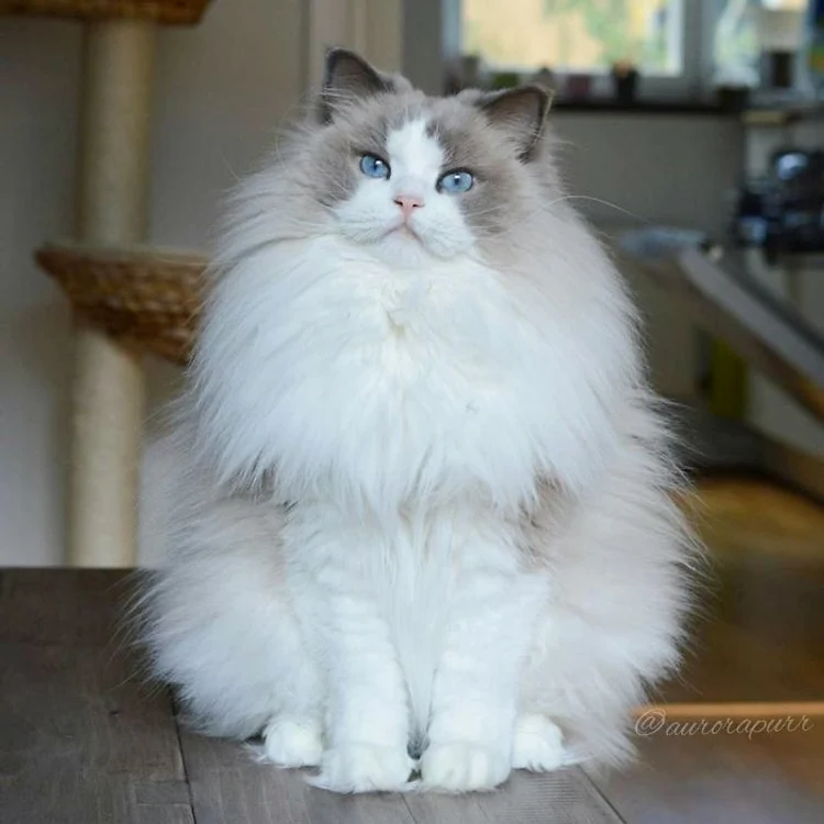 Aurora e o pisicuţă din rasa Ragdoll