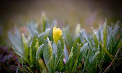 roua iarba rece vreme rece ploaie primavara foto shutterstock