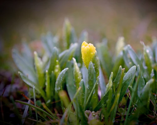 roua iarba rece vreme rece ploaie primavara foto shutterstock