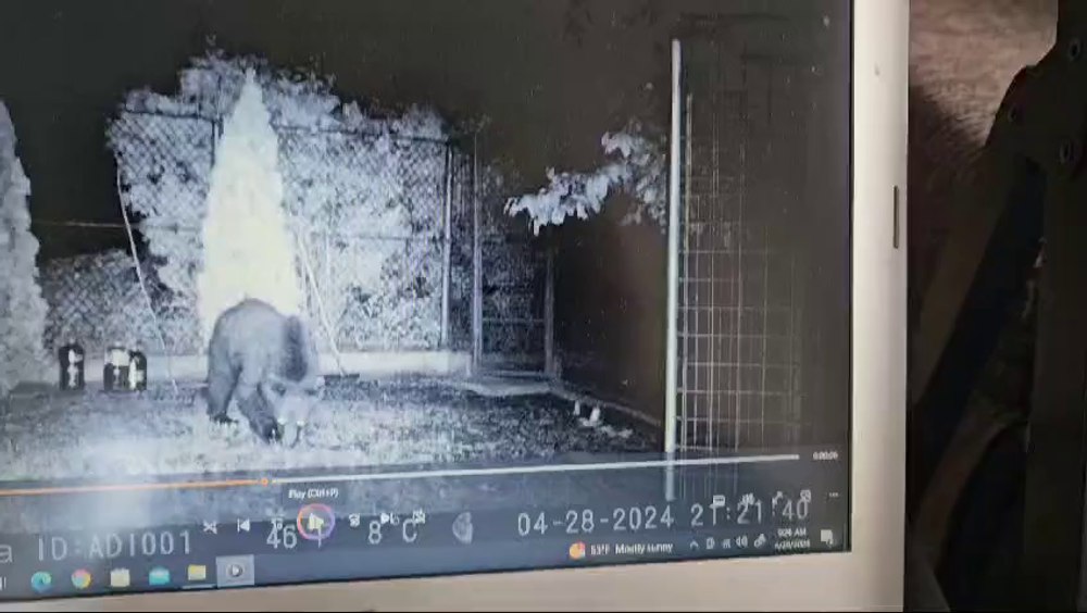 Găinile de la Cornu, ale fostului premier Adrian Năstase, mâncate de urși: „Situația urșilor a scăpat de sub control!” VIDEO