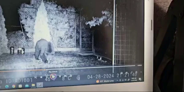 Ursii – turisti la Cornu – ADRIAN NĂSTASE mp4 thumbnail png
