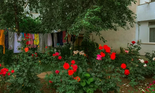 gradina bloc pexels jpg