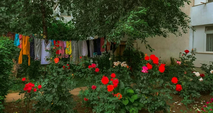 Cine trebuie să aibă grijă de grădina blocului / foto: arhiva