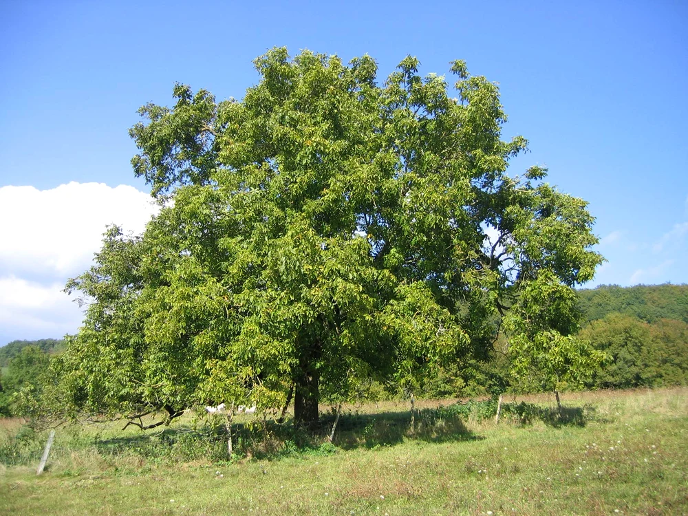 Arbori și oameni jpeg