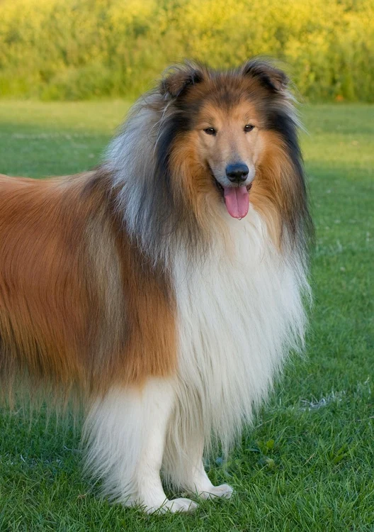 3 caine rasa collie jpg jpeg