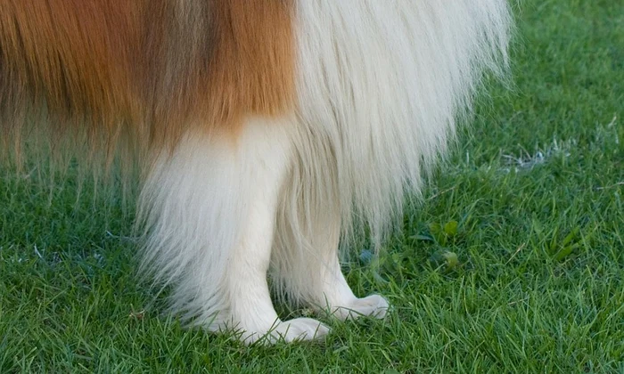3 caine rasa collie jpg jpeg