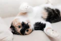 cat 649164 1280 jpg