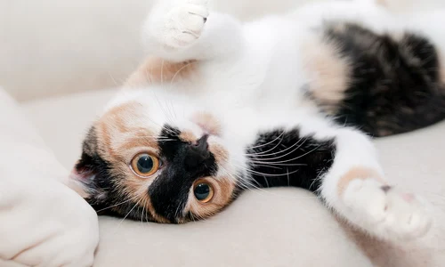 cat 649164 1280 jpg