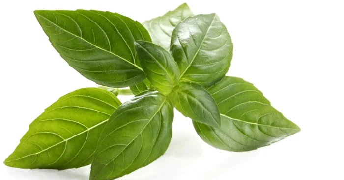 Busuiocul, sub formă de infuzie, ne ajută în stările de nelinişte, agitaţie, dacă avem dureri de cap ori migrene.