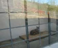 gradina zoo resita
