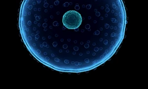 Celule nediferențiate jpeg