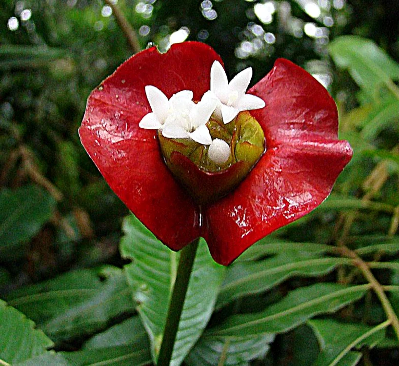 Așa arată planta când se deschide și apar florile