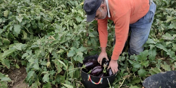 recoltare de toamnă ferma chesnoiu