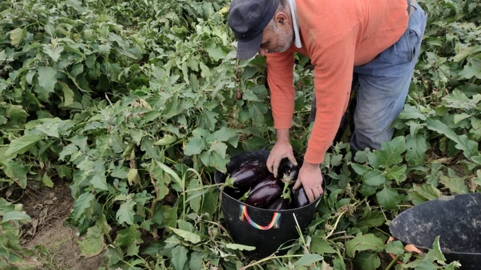 Microgranturile acordate drept compensaţie pentru pierderile agricultorilor în pandemie au iscat mari nemulţumiri FOTO: arhiva (Mihai Chesnoiu)