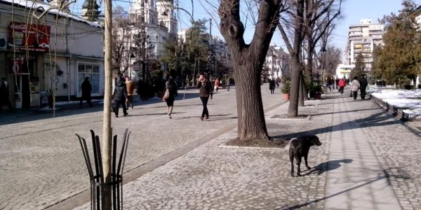 Tei taiati Iasi
