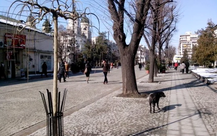 Salcâmul japonez (în prim-plan) şi teii încă rămaşi pe bulevardul Ştefan
 cel Mare din Iaşi, cu câteva zile înainte de masacrul fnal FOTO Cezar 
Pădurariu