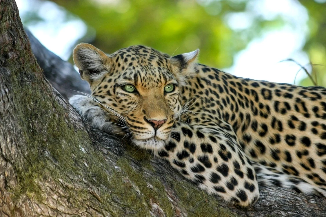 
    Un model în vârstă de 36 de ani a fost atacat şi mutilat de un leopard în timpul unei şedinţe fotoFoto: Pixabay  