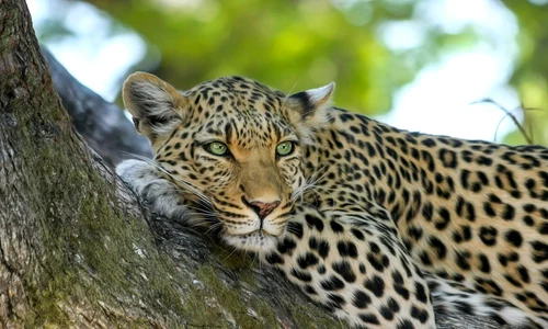 leopard jpeg